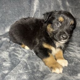 Girl 1 - Black tri female Miniature Australian Shepherd puppy in Alabama from SBA Aussies
