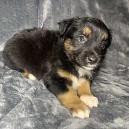 Girl 1 - Black tri female Miniature Australian Shepherd puppy in Alabama from SBA Aussies
