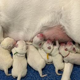 Girl 1 - Yellow female Labrador Retriever puppy in Cave Junction, Oregon from Serenity Labradors