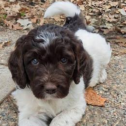 Chandler - male Newfypoo puppy in South Haven, Minnesota from Hidden Haven Poodles and Doodles