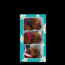 Second Pick of the Girls - Dark golden female Golden Retriever puppy in Davisboro, Georgia from Ginger Snap Golden Retrievers