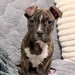 Monterey - Red brindle male American Staffordshire Terrier puppy in Franklin County, Vermont from Explicit Amstaffs Of New England