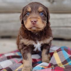 Bilbo - male Australian Mountain Doodle puppy in Randolph, Utah from Dry Canyon Pups
