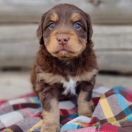 Bilbo - male Australian Mountain Doodle puppy in Randolph, Utah from Dry Canyon Pups