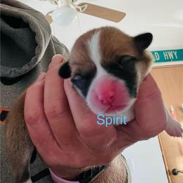 Spirit - Red male Pembroke Welsh Corgi puppy in Grenada, California from California Corgi Butts
