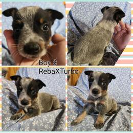Boy 3 - Blue male Australian Cattle Dog puppy in Bradford, Arkansas from Cedar Rock Heelers and Kelpies