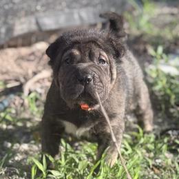 Chai - Black female Chinese Shar-Pei puppy in Lehigh Acres, Florida from Florida Wrinkles