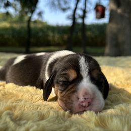 AKC Honey - Black tan and white female Beagle puppy in Chillicothe, Missouri from Tymber Lake Beagles