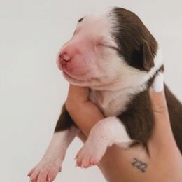 Finn AKC - Red tri-color male Australian Shepherd puppy in Polk City, Florida from Skaky Shepherds