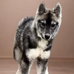 June - Black and white female Siberian Husky puppy in Mechanicsville, Virginia from Shinko Siberians