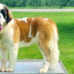 Audi - Saint Bernard