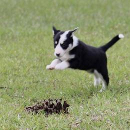 Border Collie Puppies from Bridges Border Collies