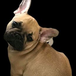 French Bulldogs from Marvelbull