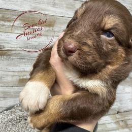 Red tri 4 - Red tri-color male Australian Shepherd puppy in Archie, Missouri from Beachin' Aussies