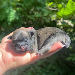 Hazel - Fawn sable female Pekingese puppy in Marshall, North Carolina from Wild Flower Pekingese