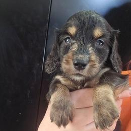 Gillian - Black and tan male Dachshund puppy in Bigfork, Minnesota from Long Ears and Long Dogs Ranch