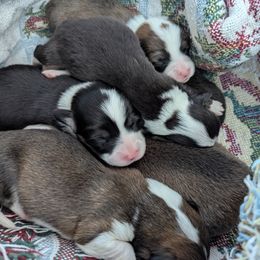 Pembroke Welsh Corgis from BROCKWAY CREEK CORGI'S