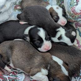 Pembroke Welsh Corgis from BROCKWAY CREEK CORGI'S