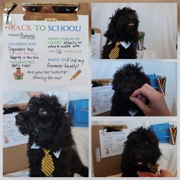 Beast - Black male Goldendoodle puppy in Goodyear, Arizona from The Earl Dood(le)s