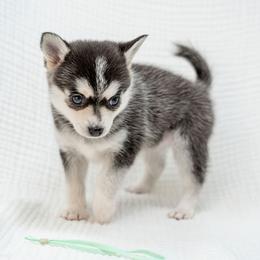 Teal - Black and white female Pomsky puppy in Spring City, Pennsylvania from Pomsky Power Puppies