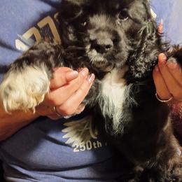 Bill - Black and white male Cocker Spaniel puppy in Rome, Georgia from Joron Cockers