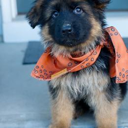 German Shepherd Puppies from di Casa Ortiz German Shepherds