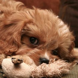 Cavapoos from Cavapoo Cuties