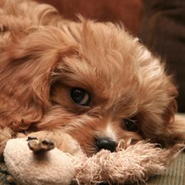Cavapoos from Cavapoo Cuties