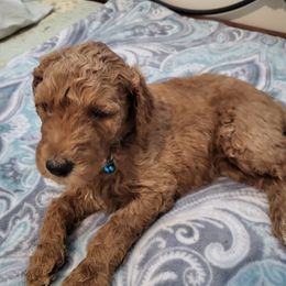 Goldendoodle and Poodle Puppies from Poodles 2 Doodles