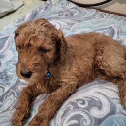 Goldendoodle and Poodle Puppies from Poodles 2 Doodles
