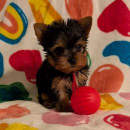 Polly pocket - Black and gold female Yorkshire Terrier puppy in Gatesville, Texas from KontryKritterz Yorkies