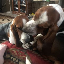 Basset Hound Puppies from Sage Acres