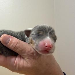 Cj girl 1 - Blue female Pembroke Welsh Corgi puppy in Dickinson, Texas from Gulf Coast Corgis