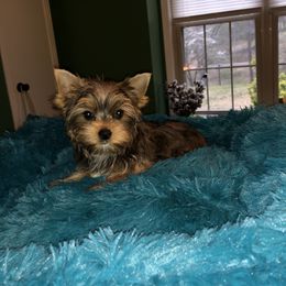 Yorkshire Terrier Puppies from Mountain Magic Yorkies