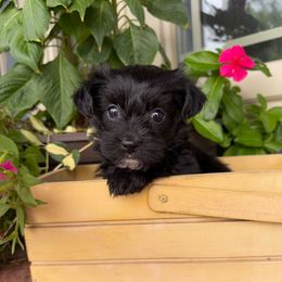 Female 4 - Black female Morkie puppy in Ludlow, Missouri from Countryside Doodles and Mohr