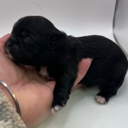 Four white paws - Black and white female Shih Tzu puppy in Citrus Heights, California from The Lion dog Shih Tzu