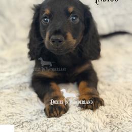 Indigo - Black and tan male Dachshund puppy in Rainier, Oregon from Doxies in Wonderland