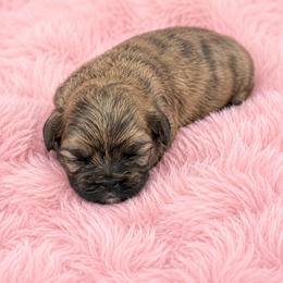 Santana - Brindle female Shih Tzu puppy in Tallahassee, Florida from Bows and Bow Ties