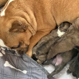 Reba - Fawn female French Bulldog puppy in Warm Springs, Arkansas from Seven Hills Arkansas