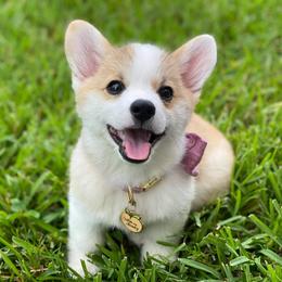 Pembroke Welsh Corgi Puppies from Cattal Corgis