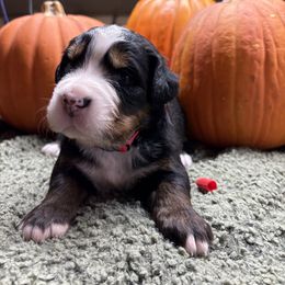 Girl 5 - Black rust and white female Bernese Mountain Dog puppy in Carlotta, California from Aunt-T’s Australian Shepherds