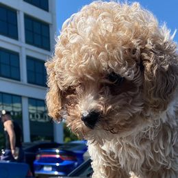 Poodles and Schnoodles from Bred by Brennen