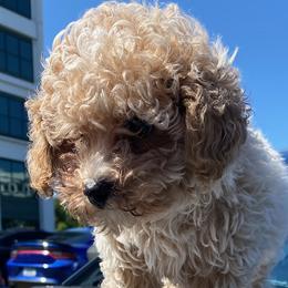 Poodles and Schnoodles from Bred by Brennen