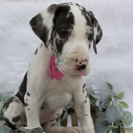 Great Dane Puppies from Cook’s Gentle Giants