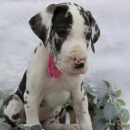 Great Dane Puppies from Cook’s Gentle Giants