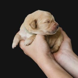 Girl 5 - female Golden Retriever puppy in Oregon from A Goldens First Love