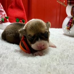 Sophie - White and red female Pembroke Welsh Corgi puppy in Fayetteville, Tennessee from Sulphur Springs Corgis