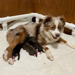 Miniature Australian Shepherd puppies from Lil' Bit Aussie