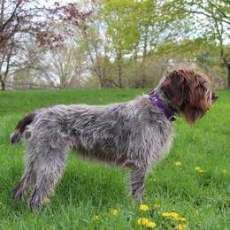Chickadee - Wirehaired Pointing Griffon