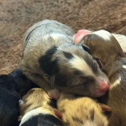 Boy - Merle male Pomsky puppy in Sturgis, Kentucky from Furever Pomskies